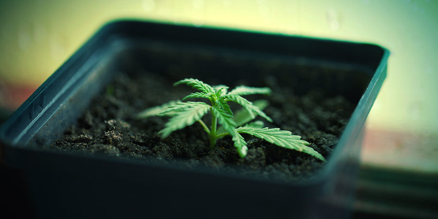 Kannabiksen kasvatus ruukuissa Kannabiksen kasvatus ruukuissa
