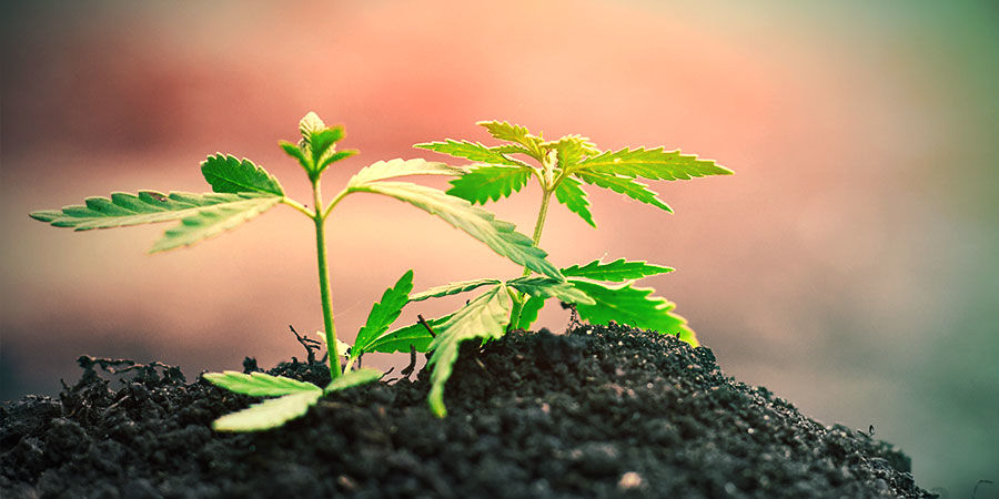 Kannabiksen kasvatus maassa Kannabiksen kasvatus maassa