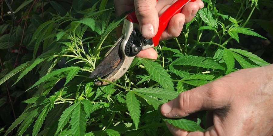 Kannabiksen lehtien poisto: kaikki mit&auml; sinun tarvitsee tiet&auml;&auml;