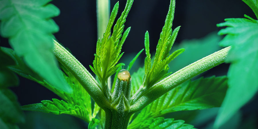 Kuinka latvoa kannabiskasvit