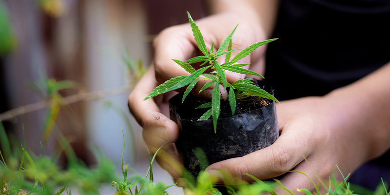 Kaikki yhteen: kasvata loistavaa kannabista alusta asti Kaikki yhteen: kasvata loistavaa kannabista alusta asti