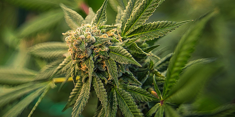 Vinkki #1: Valitse vahva genetiikka terveisiin kannabiskasveihin Vinkki #1: Valitse vahva genetiikka terveisiin kannabiskasveihin