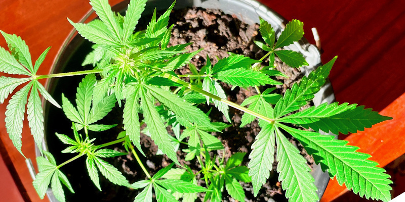 Vinkki #3: Valitse oikea paikka kannabiskasvien kasvattamiseen Vinkki #3: Valitse oikea paikka kannabiskasvien kasvattamiseen