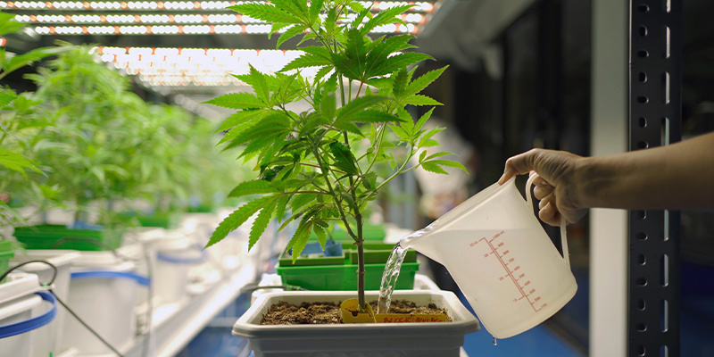 Vinkki #5: Hio kastelu ja kastelujärjestelmät kuntoon parempaa kannabissatoa varten Vinkki #5: Hio kastelu ja kastelujärjestelmät kuntoon parempaa kannabissatoa varten