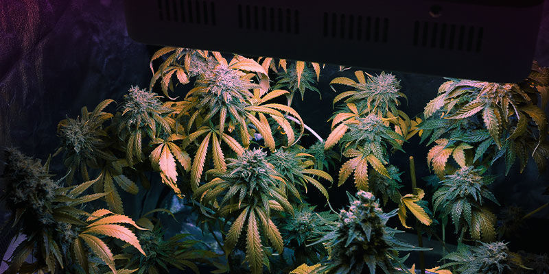 Paranna kannabissatosi laatua ihanteellisella valospektrillä Paranna kannabissatosi laatua ihanteellisella valospektrillä