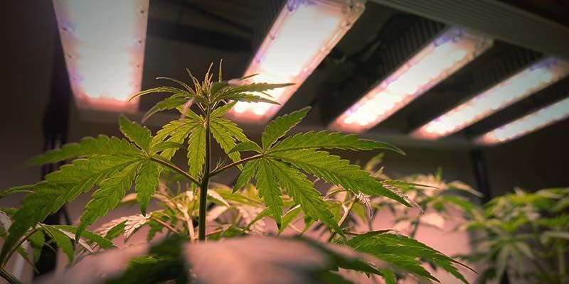 Valospektri kannabiksen taimille Valospektri kannabiksen taimille