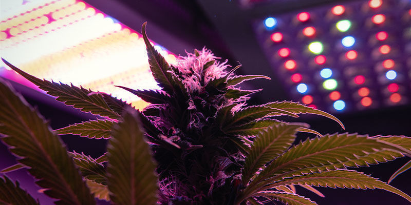 Valospektri kukkiville kannabiskasveille Valospektri kukkiville kannabiskasveille