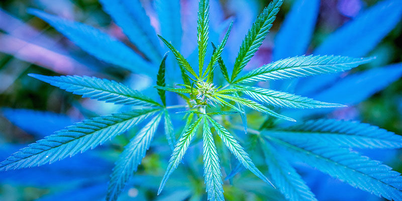 Valospektri kannabiksen kasvuvaiheessa Valospektri kannabiksen kasvuvaiheessa