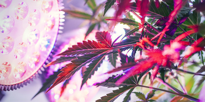 Mitä valospektriä kannabiskasvit tarvitsevat? What Light Spectrum Do Cannabis Plants Need?