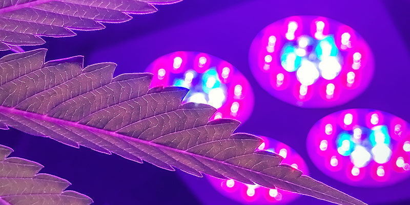 Mikä kasvatusvalo tarjoaa kannabikselle parhaan valospektrin? Mikä kasvatusvalo tarjoaa kannabikselle parhaan valospektrin?