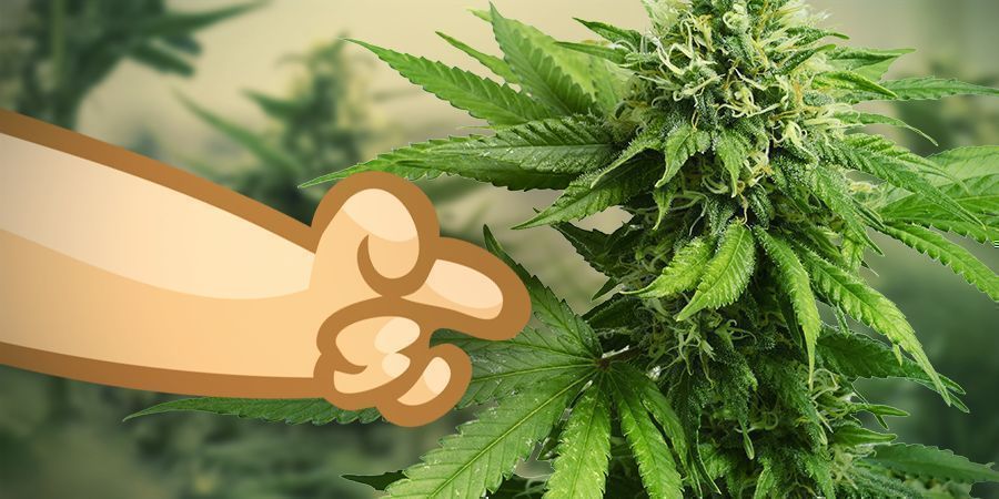 Käytä sativa-kannabislajiketta nostattamaan tunnelmaa