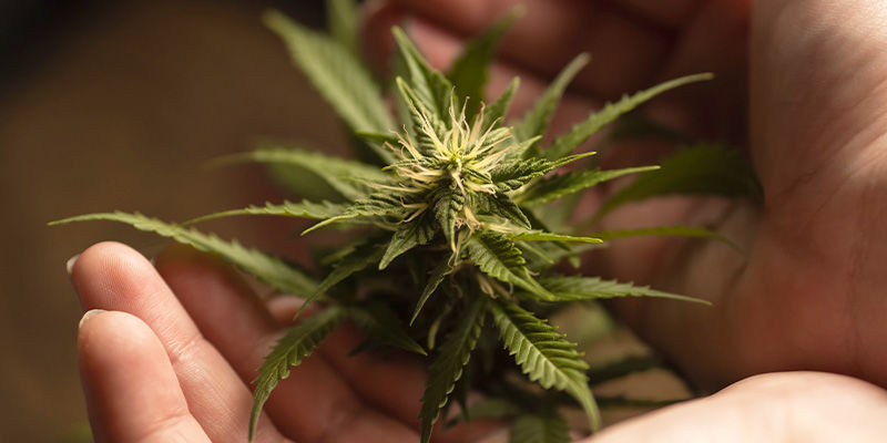 Estävätkö hormonit kannabiksen nousun? 10. Estävätkö hormonit kannabiksen nousun?