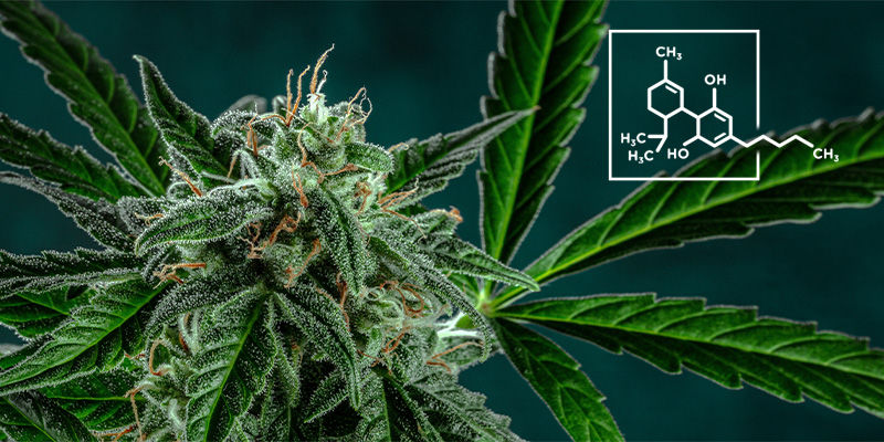Kannabis sisältää enemmän CBD:tä kuin THC:tä 6. The Weed Contains More CBD Than THC