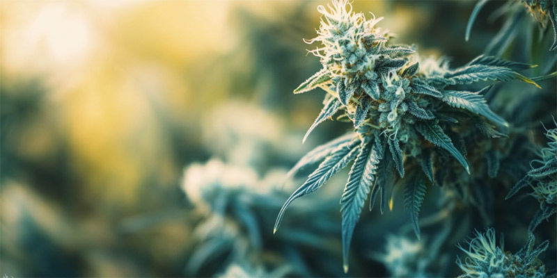 Paras kannabislajike hasiksen tekemiseen Paras kannabislajike hasiksen tekemiseen