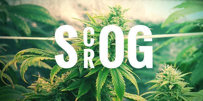 SCROG-TEKNIIKALLA KASVATTAMINEN