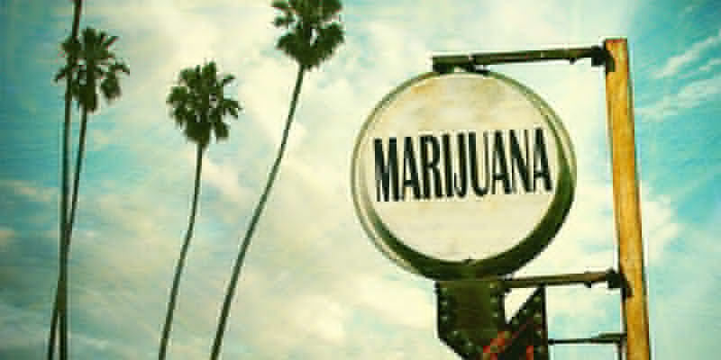 Floridassa syntynyt ja jalostettu OG Kush Cannabis: Florida Born And Bred