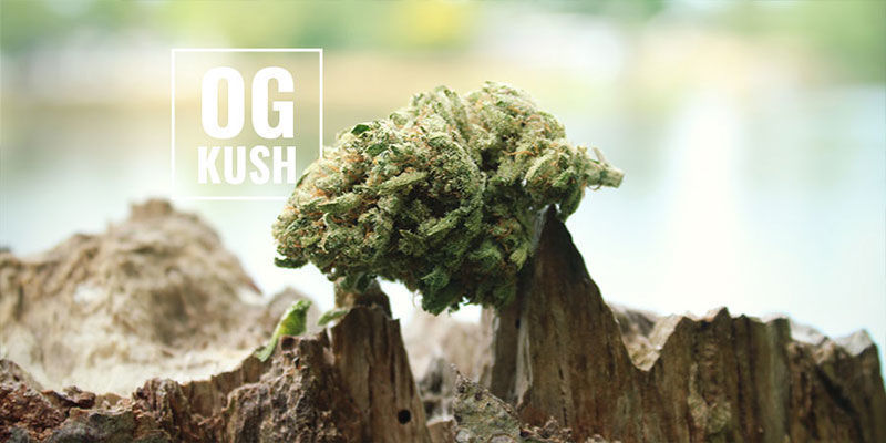 Mitä OG tarkoittaa? OG Kush -kannabis: mitä OG tarkoittaa?