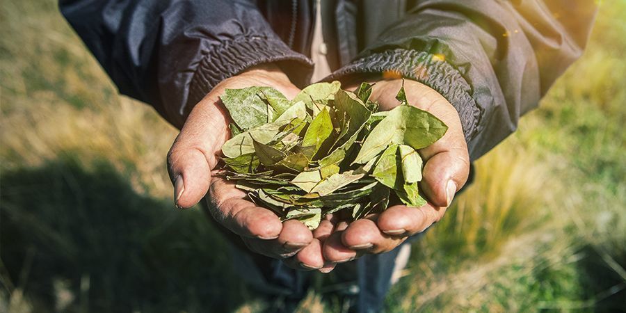 Kasvattajiin kohdistuvat vaikutukset: huumeiden vastainen sota Grower Impact War On Drugs