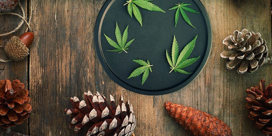 Master Kush: Makuprofiili ja vaikutukset MASTER KUSH: FLAVOUR & EFFECTS
