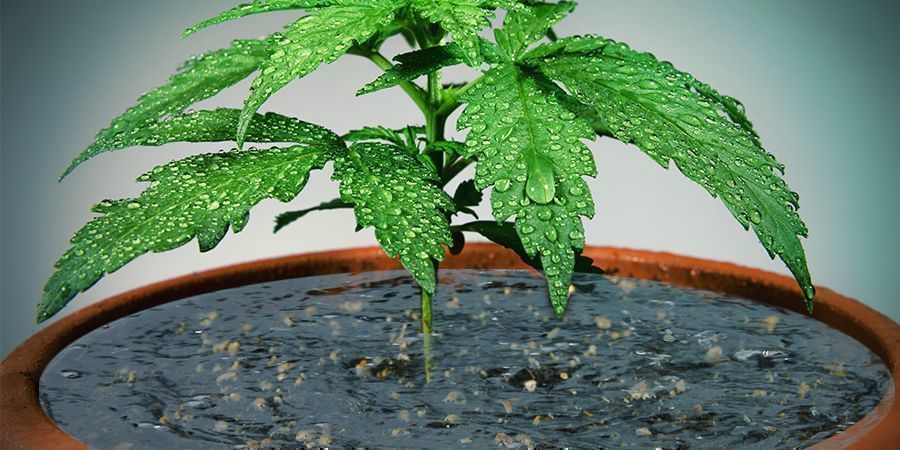 Liikakastelu Over-watering