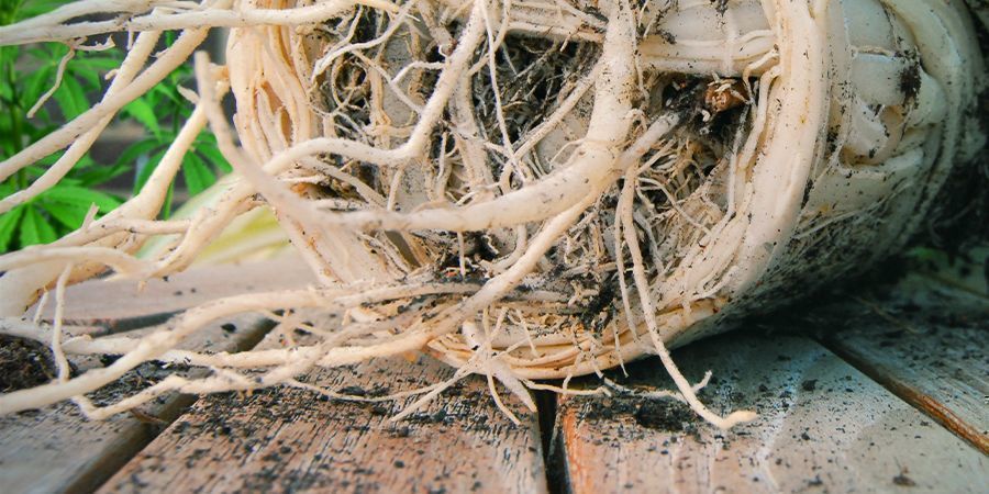 Juuriston ahtautuminen Root Bind