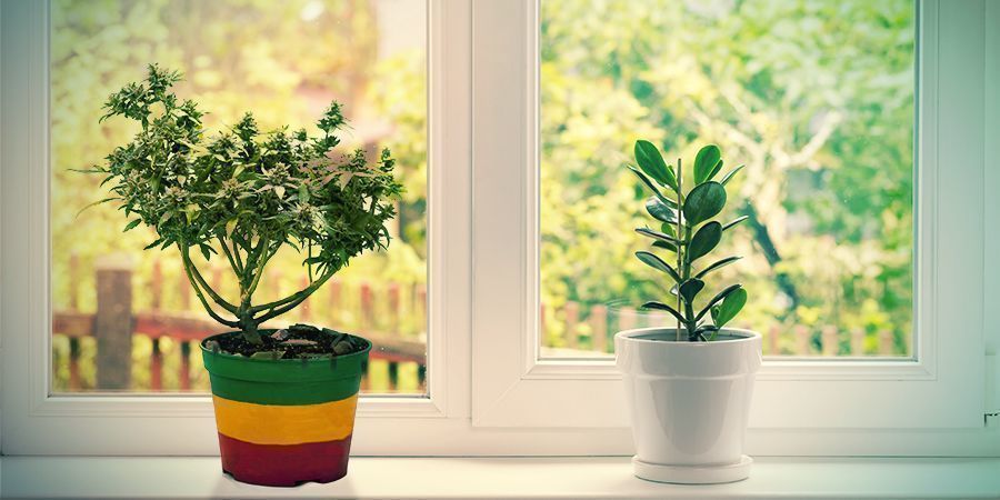 Ikkunalaudalla kasvattaminen Windowsill Growing