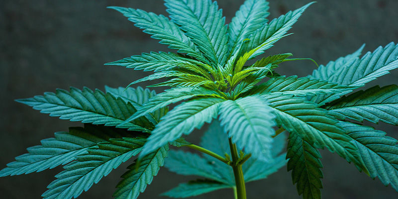 Kasvatus Tavallisten ja feminisoitujen kannabiksen siementen kasvatus