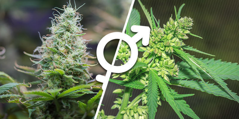 Kannabiskasvien sukupuolen ymmärtäminen Understanding the Sex of Cannabis Plants