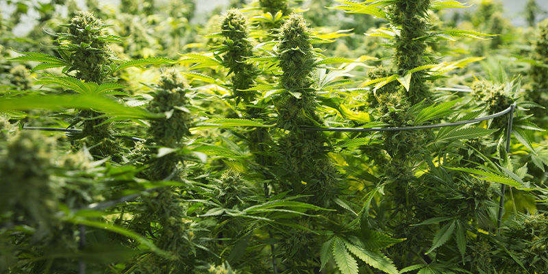 Sato Tavalliset ja feminisoidut kannabiksen siemenet: sato