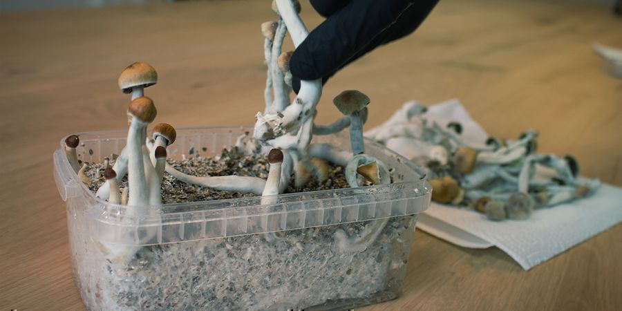 Kuinka ty&ouml;skennell&auml; steriilisti taikasienten kasvatussarjojen kanssa