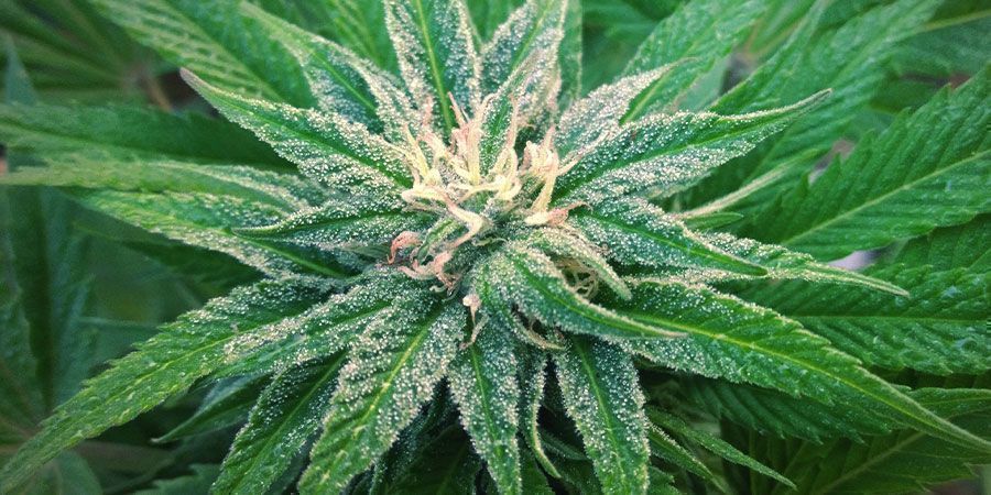 Kuinka kasvattaa White Widow Kuinka kasvattaa White Widow