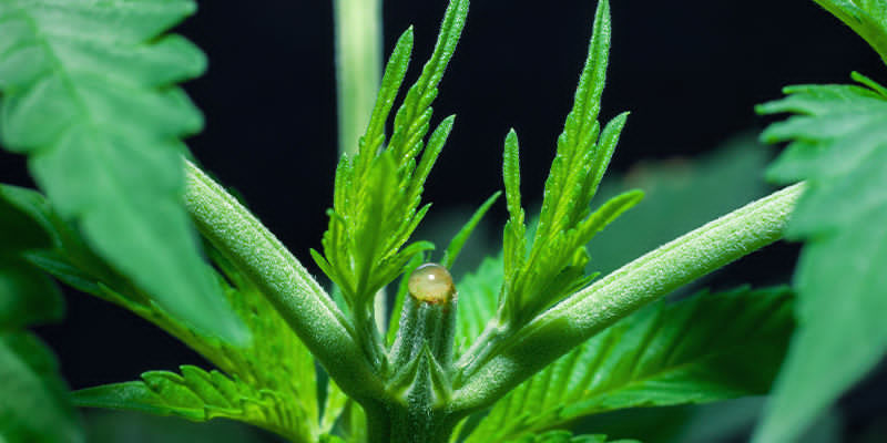 Pysy piilossa Pysy piilossa naamioimalla kannabiskasvit