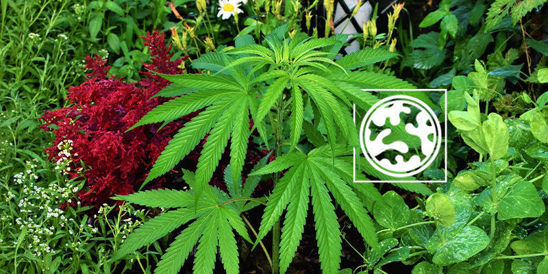 Kumppanuusistutus Kumppanuuskasvien avulla voit naamioida kannabiskasvit