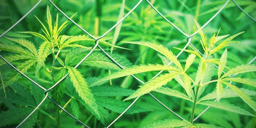 Kasvupaikan valinta Kannabiksen ulkokasvatuspaikan valinta