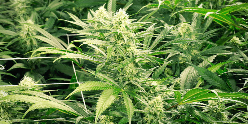 Dutch Passion Auto Duck ulkokasvatukseen huomaamattomasti