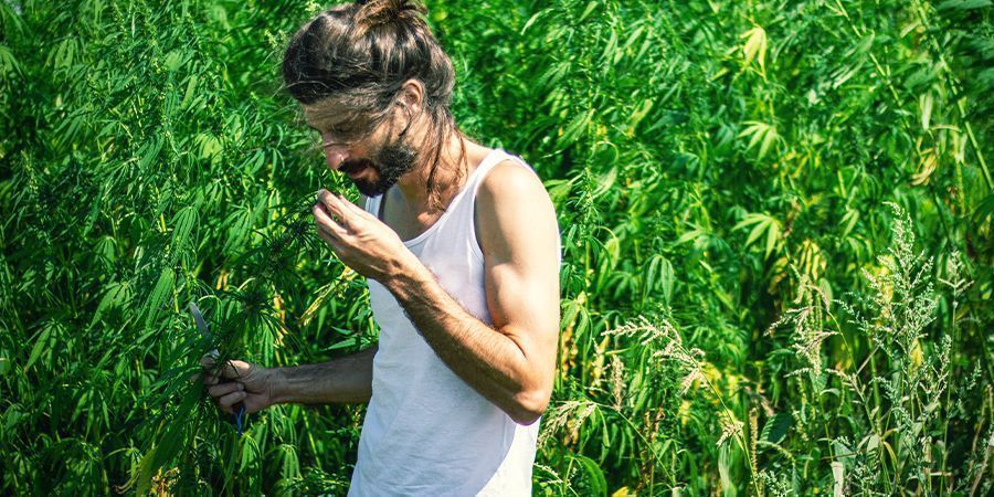 Haju Kannabiksen voimakas haju