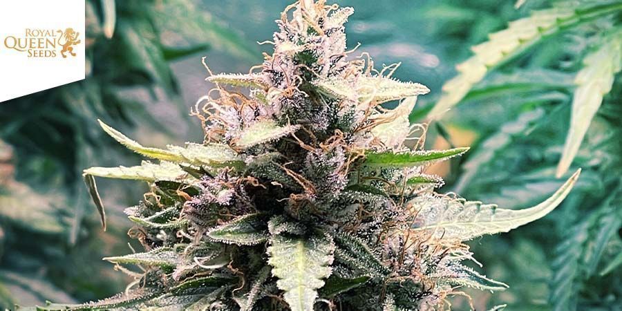 Royal AK Automatic - Royal Queen Seeds Royal AK Automatic - Royal Queen Seeds