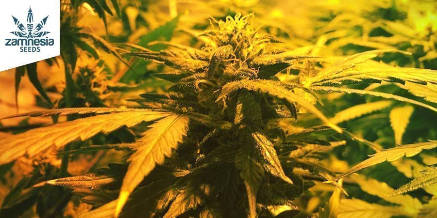 AK-420 - Zamnesia Seeds AK-420 - Zamnesia Seeds