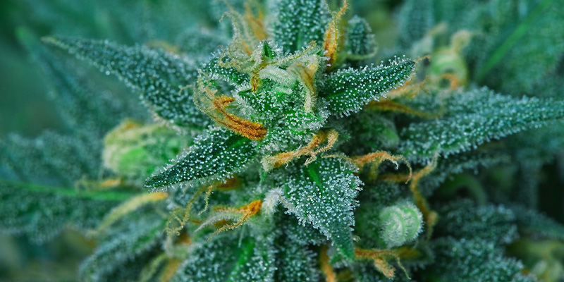 Parhaat kannabislajikkeet couch-lockin ehkäisyyn Parhaat kannabislajikkeet couch-lockin ehkäisyyn