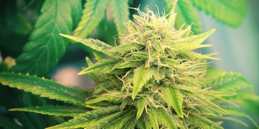 Kannabislajikkeet, jotka aiheuttavat couch-lockin Kannabislajikkeet, jotka aiheuttavat couch-lockin