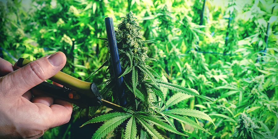 Kannabiksen kasvin koulutus