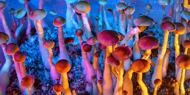 Psilocybe Cubensis Psilocybe Cubensis