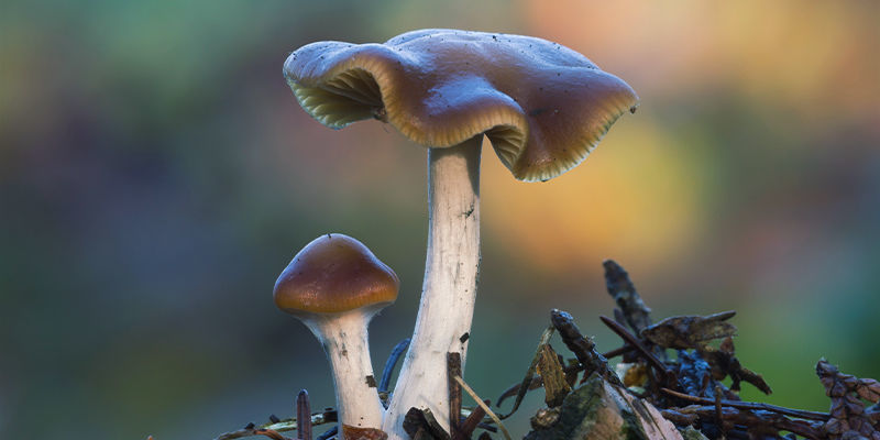 Psilocybe cyanescens Psilocybe Cyanescens