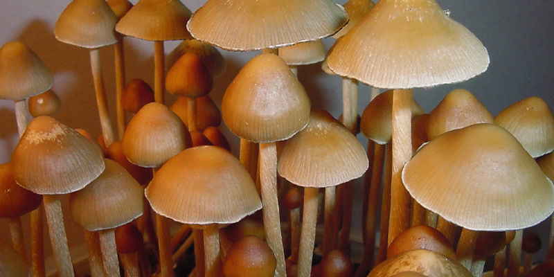 Psilocybe mexicana Psilocybe Mexicana