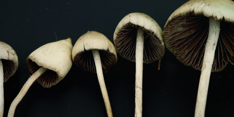 Psilocybe semilanceata Psilocybe Semilanceata