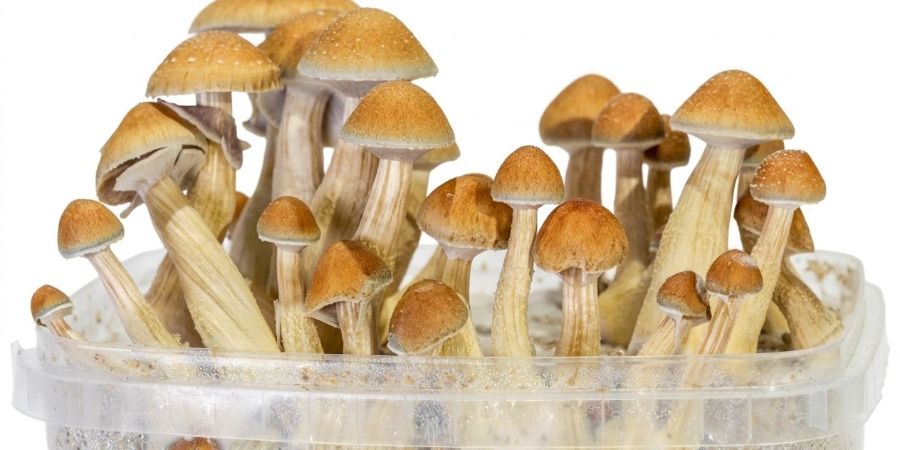 Zamnesia SUPREME -ohje Zamnesia SUPREME -ohje