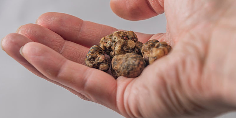 Onko maagisilla tryffeleillä erilaiset vaikutukset kuin sienillä? Do magic truffles have different effects than mushrooms?