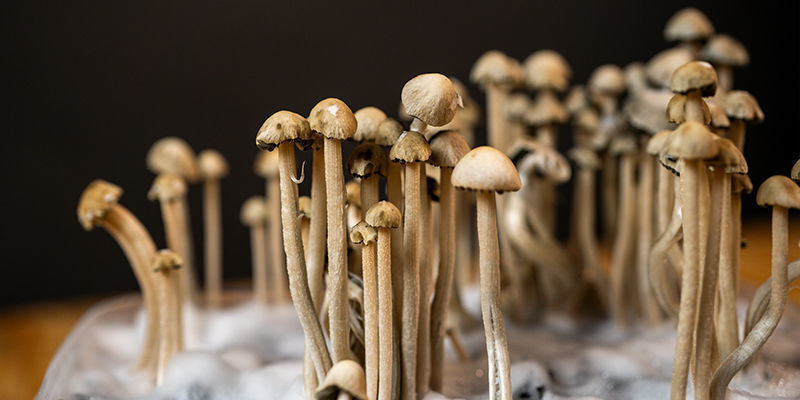 Tutustu Panaeolus cyanescens -sieneen