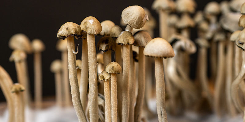 Valjasta Panaeolus cyanescensin voima