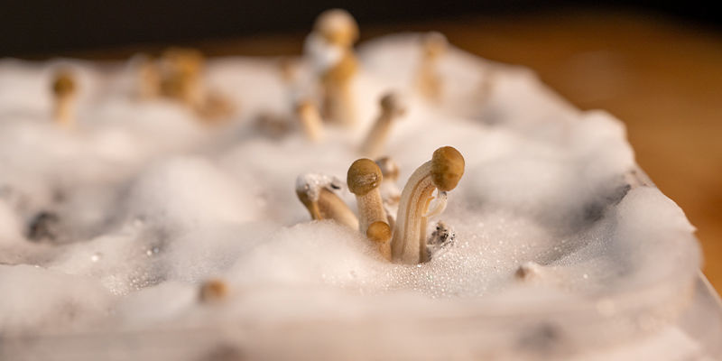 Kuinka kasvattaa Panaeolus cyanescens